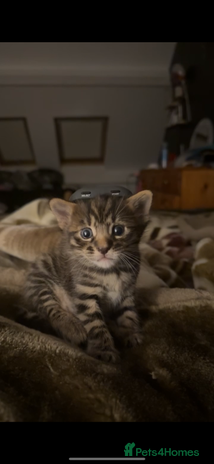 Bengal cats - Advert 2