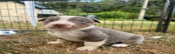 Border Collie dogs for sale: Beautiful Border Collie Puppies  - Advert 33