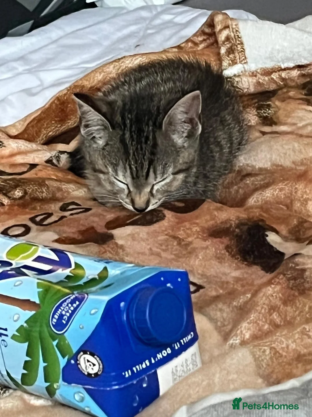 Bengal cats for sale: Begal kitten - Advert 2