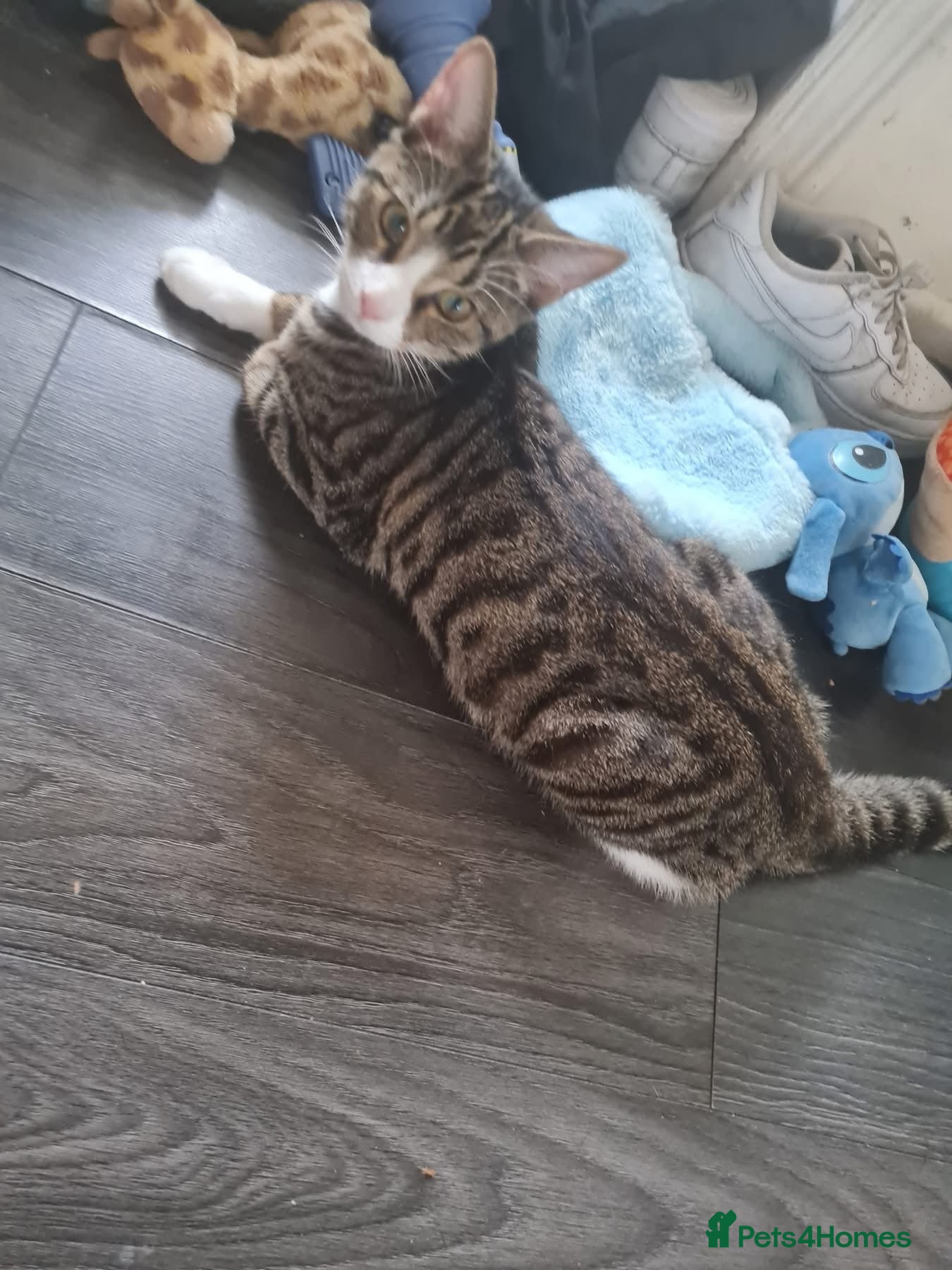 Mixed Breed cats for sale: Almost 6 month old tabby mix male - Advert 13