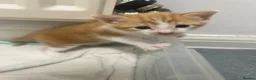 Mixed Breed cats for sale: 2 ginger boys for sale  - Advert 8