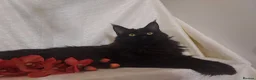 Maine Coon cats for sale: GCCF REGISTERED MAINE COON KITTENS FOR SALE  - Advert 22