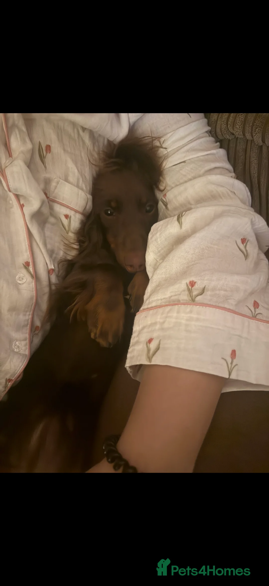 Miniature Dachshund dogs for sale: Mini Daschunds  - Advert 6