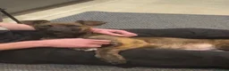 Mixed Breed dogs for sale: 10 month old Dutch shepherd cross bully in Cheltenham - Advert 3