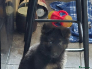 German Shepherd dogs - Advert 1