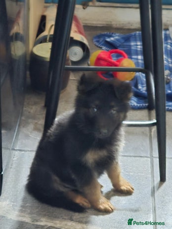 German Shepherd dogs - Advert 1