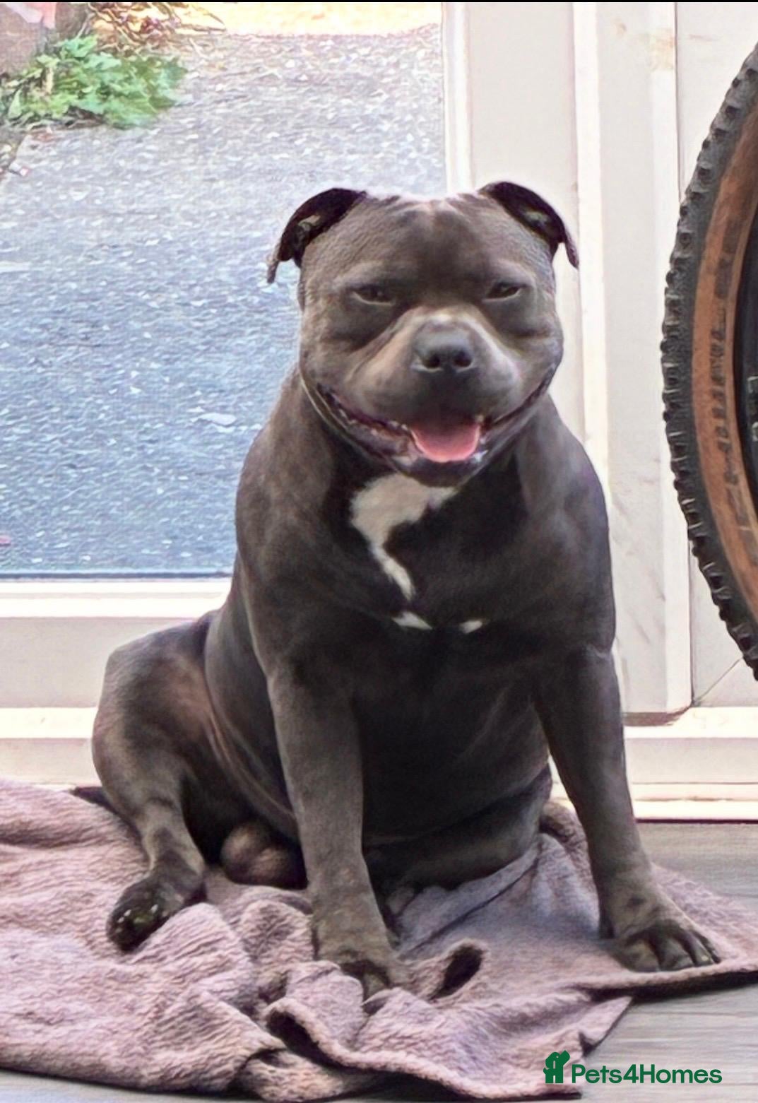 Staffordshire Bull Terrier dogs KC champion lined stud PHARON BULLSCAFF grandson - Advert 2