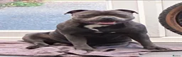 Staffordshire Bull Terrier dogs for stud: KC champion lined stud PHARON BULLSCAFF grandson - Advert 1