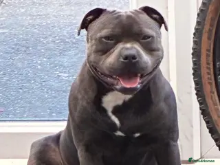 Staffordshire Bull Terrier dogs KC champion lined stud PHARON BULLSCAFF grandson - Advert 2
