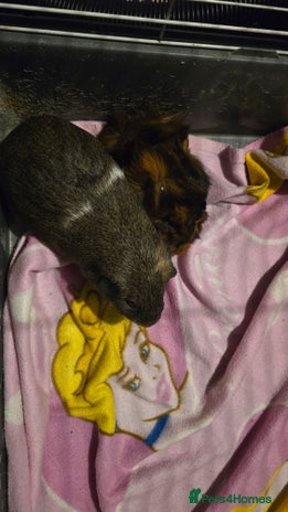 Guinea Pig rodents - Advert 9