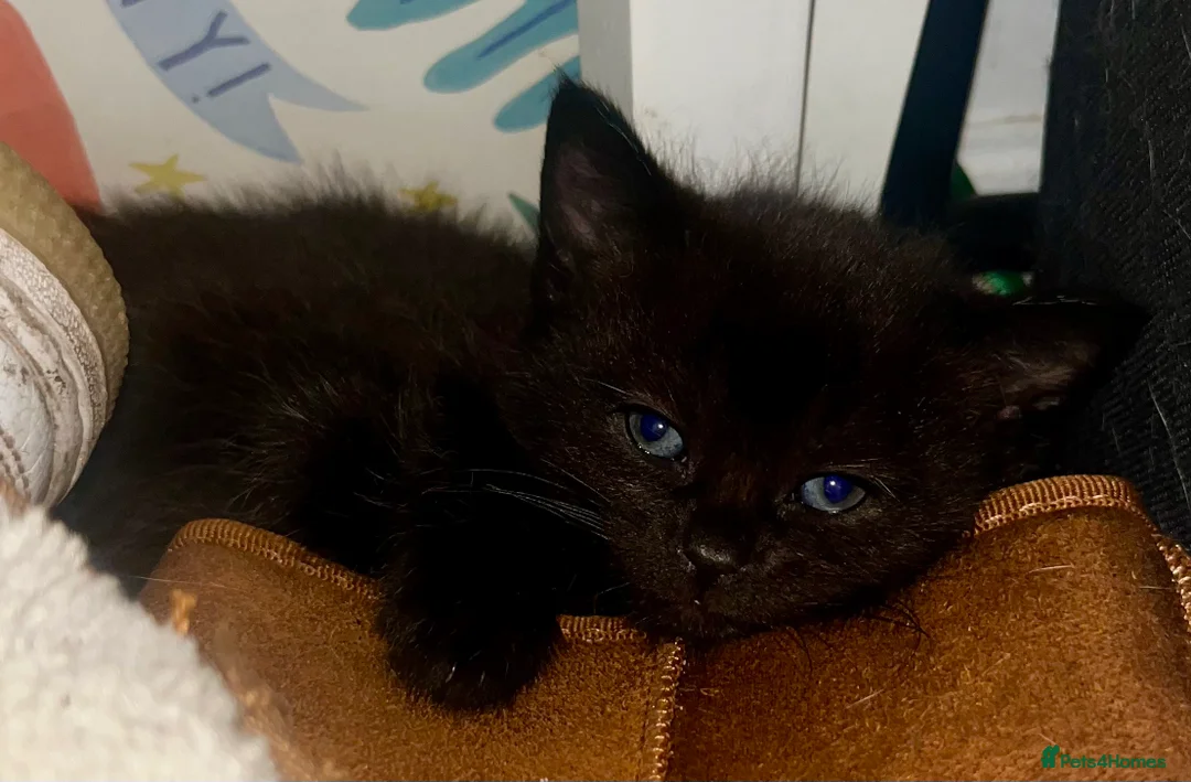 Mixed Breed cats for sale: 2 female kittens looking forever homes  - Advert 2