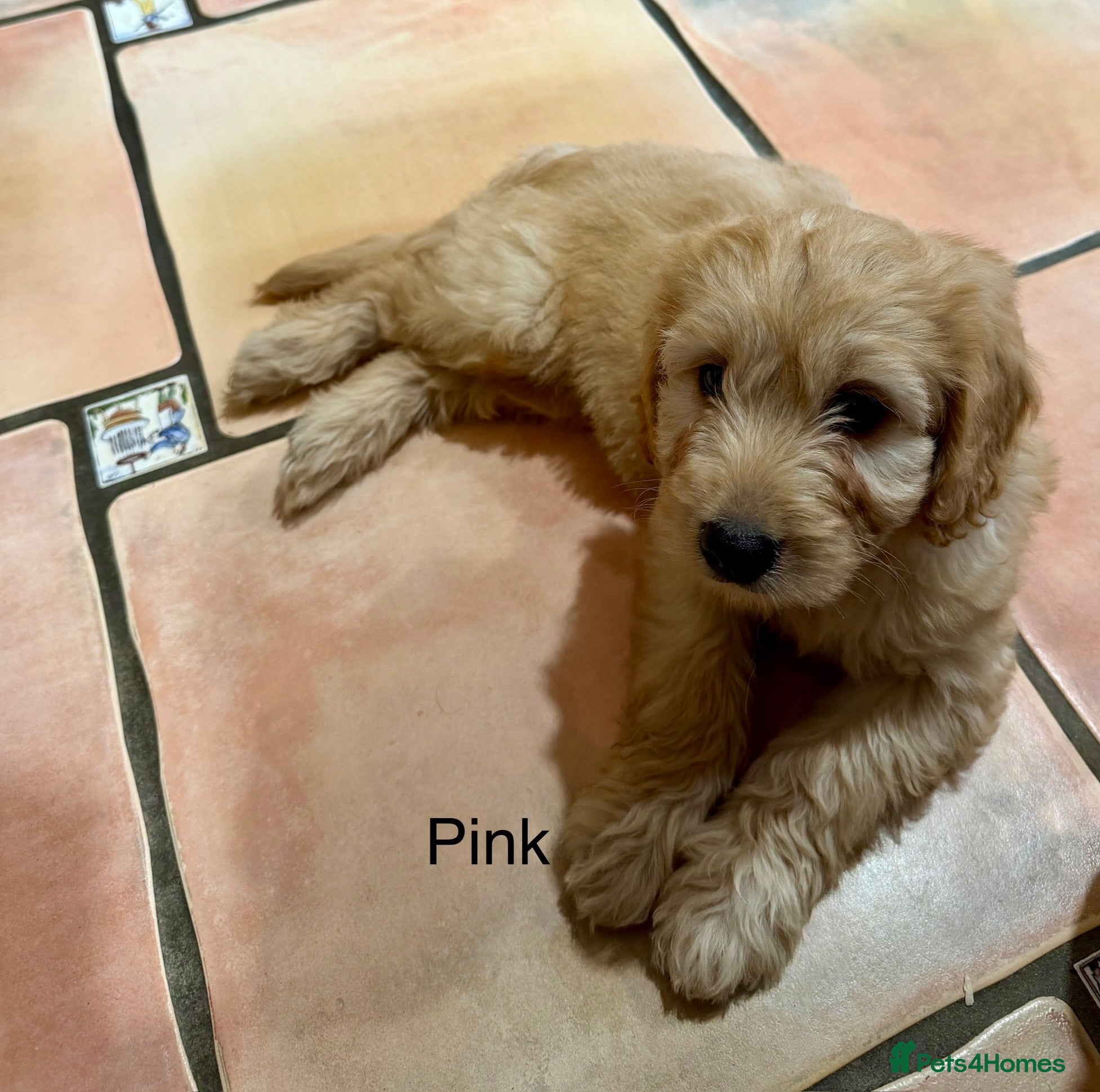 Labradoodle dogs Miniature Labradoodles frm licensed Exp breeder - Advert 2