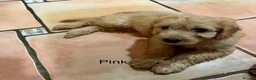 Labradoodle dogs for sale: Miniature Labradoodles frm licensed Exp breeder - Advert 3