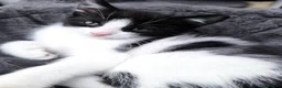 Mixed Breed cats for sale: Cute kittens  - Advert 9