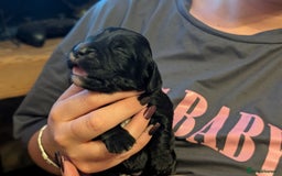 Cocker Spaniel dogs for sale: 🐾 Working Cocker Spaniel Puppies 🐾 - Image 18