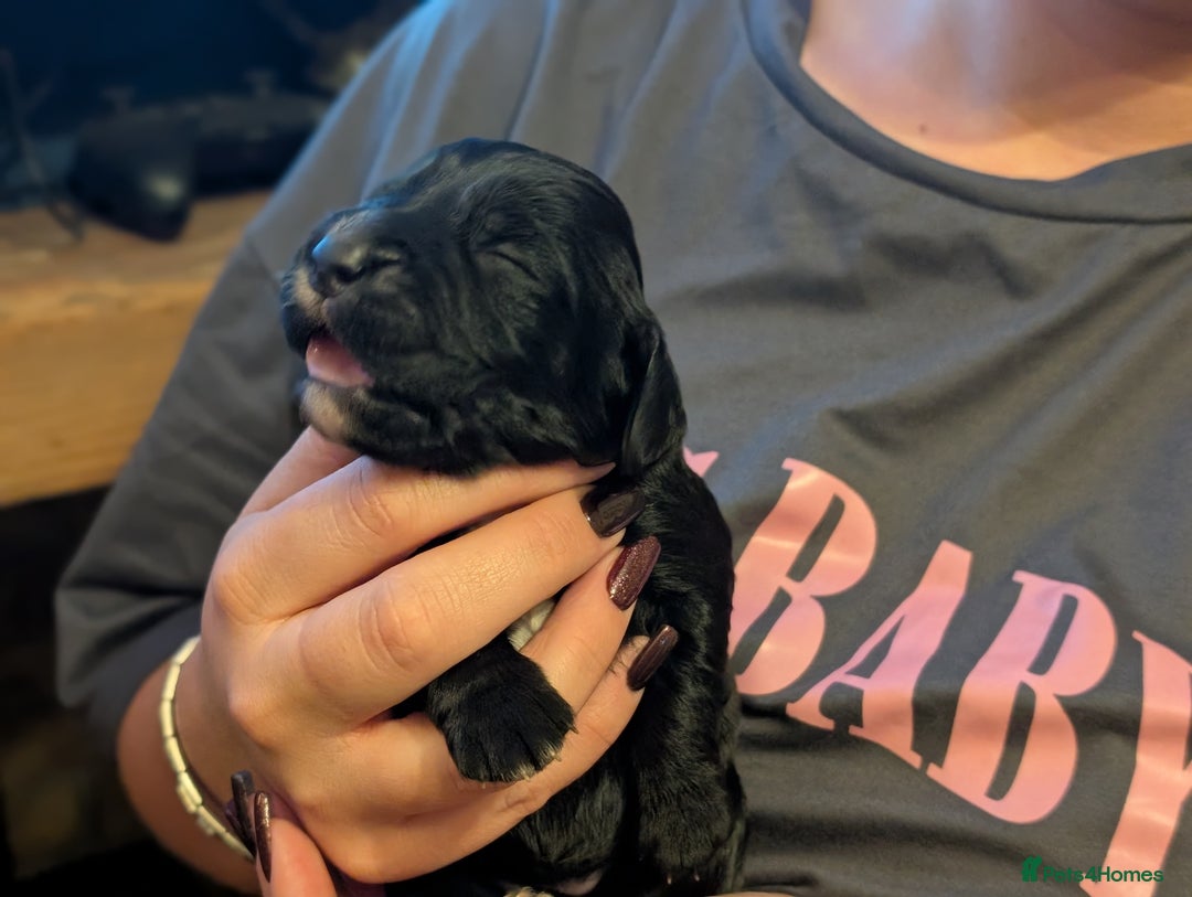 Cocker Spaniel dogs for sale: 🐾 Working Cocker Spaniel Puppies 🐾 - Image 18
