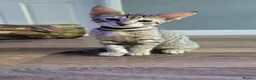 Savannah cats for sale: F8 SBT savannah kittens- TICA registered Ready Now - Advert 8
