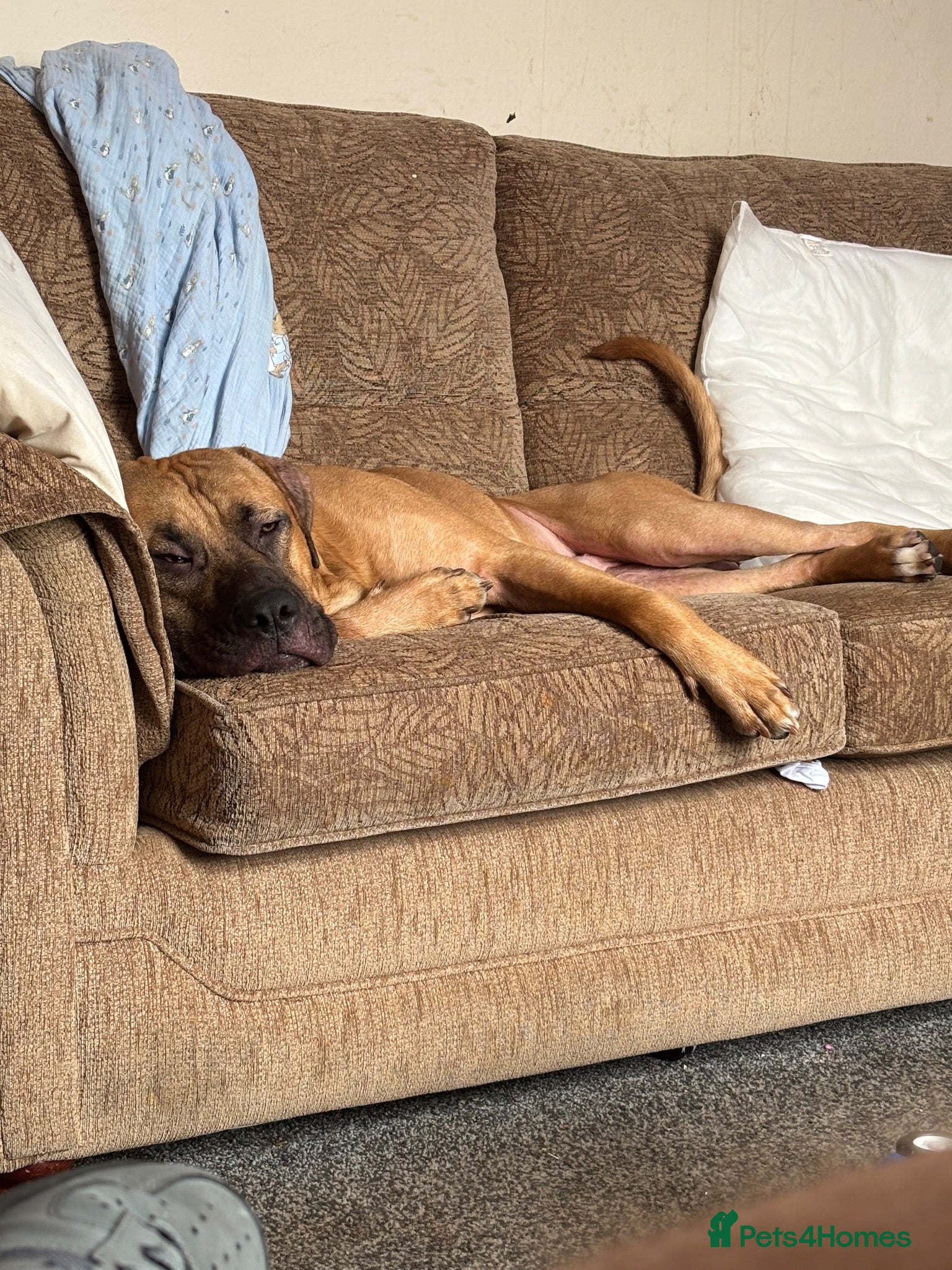 Mixed Breed dogs Bruce  - Advert 11