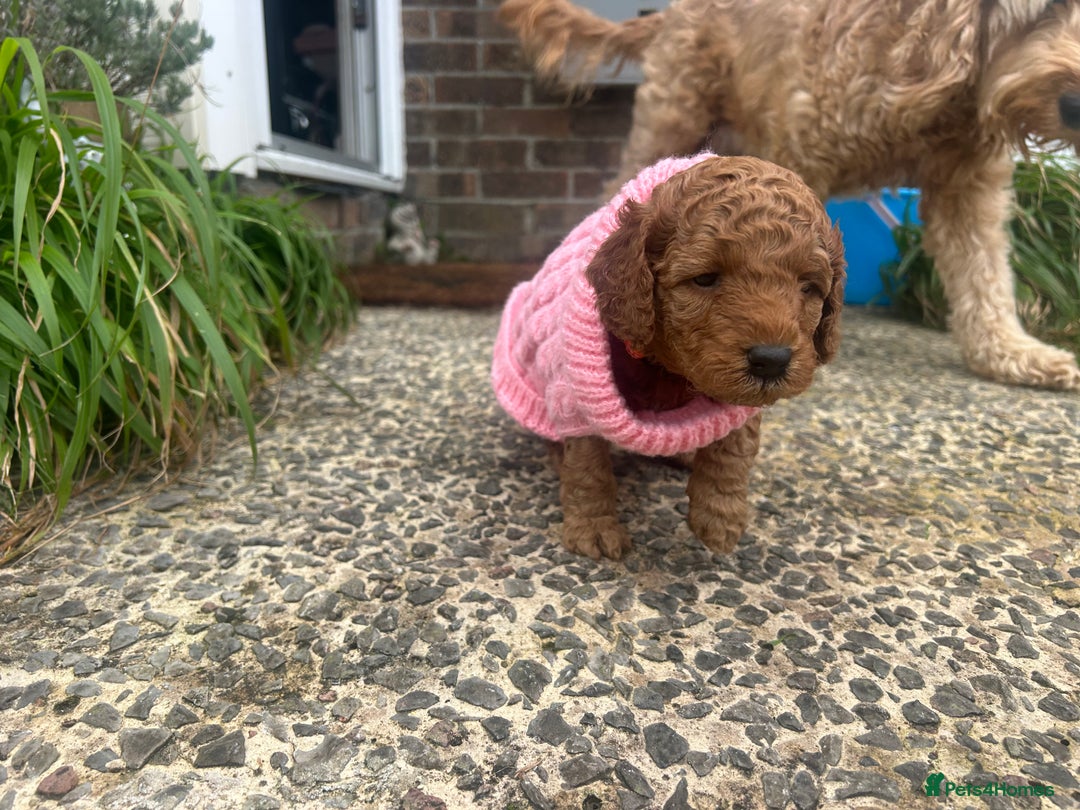 Cockapoo dogs for sale: 5 Stunning Cockapoo girls 💖 - Advert 5