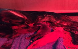 Sprocker dogs for sale: Sprocker Boys - Image 4