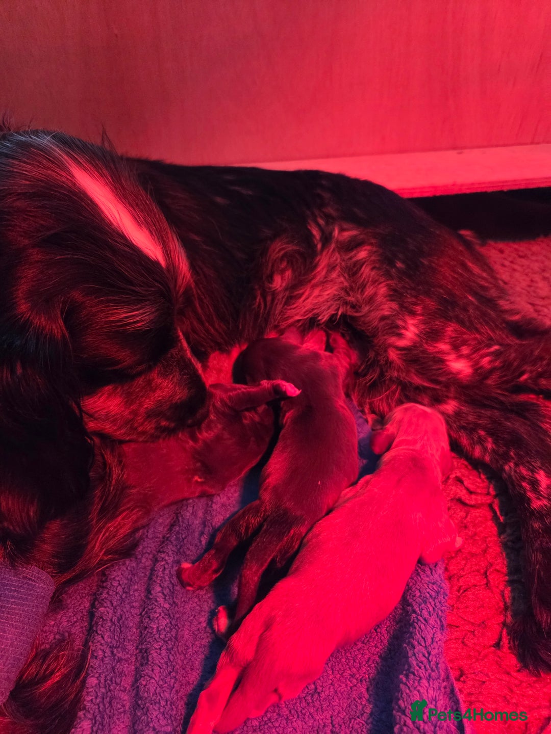 Sprocker dogs for sale: Sprocker Boys - Image 4