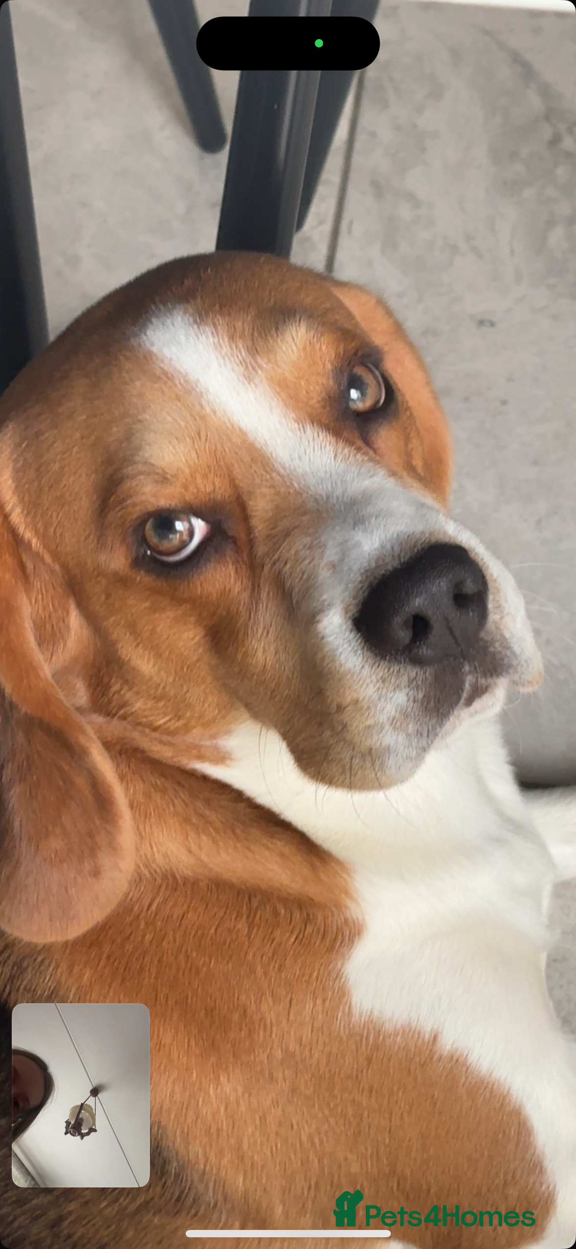 Beagle dogs Goku Beagle for stud in Sutton-in-Ashfield - Advert 11