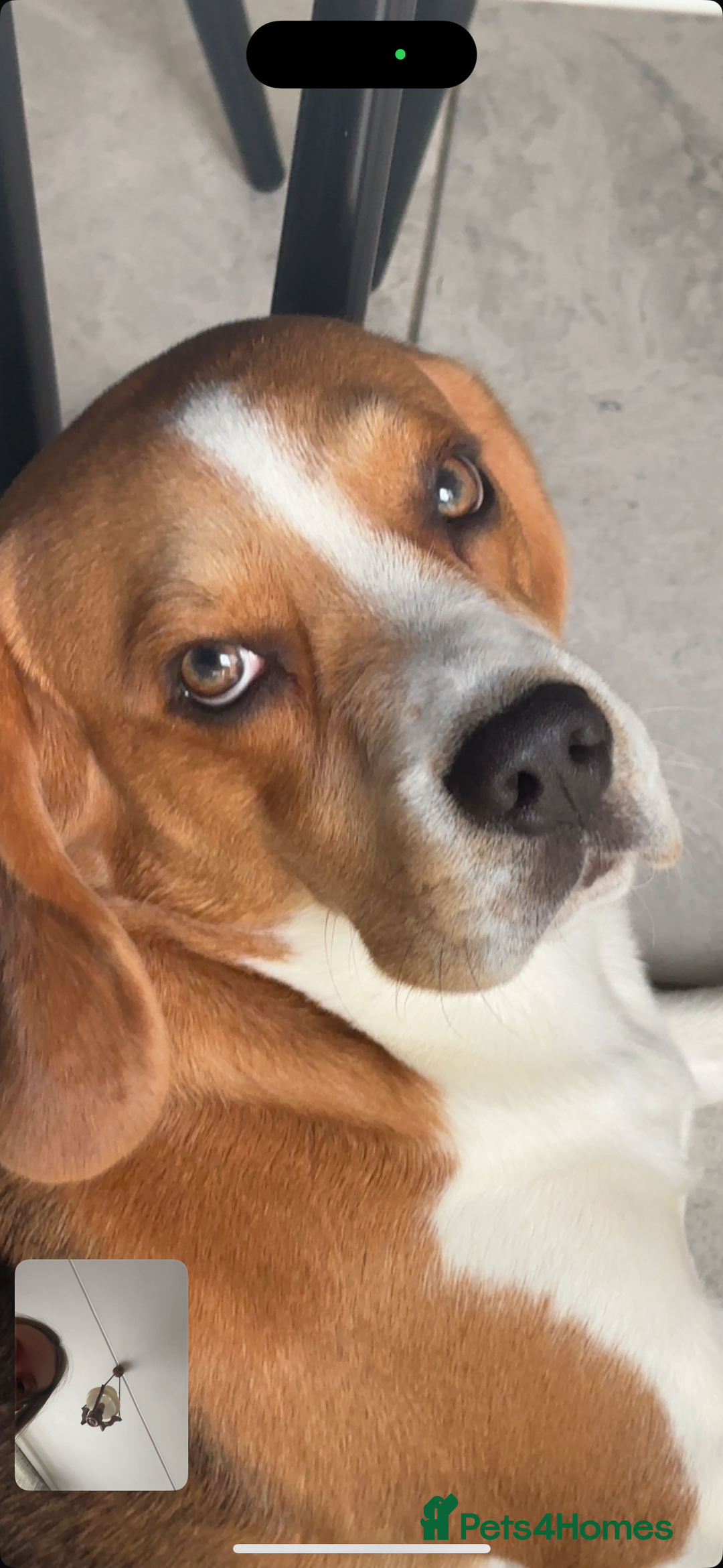 Beagle dogs for stud: Goku Beagle for stud in Sutton-in-Ashfield - Advert 1