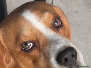 Beagle dogs Goku Beagle for stud in Sutton-in-Ashfield - Advert 11