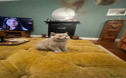 British Shorthair cats for sale: GCCF kittens  - Advert 4