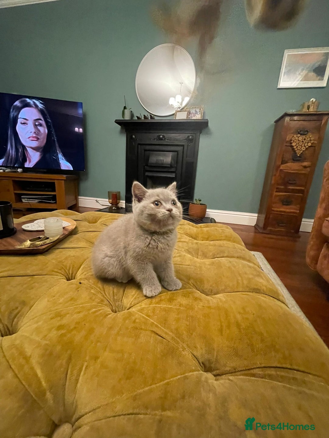 British Shorthair cats for sale: GCCF kittens  - Advert 4