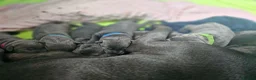 Staffordshire Bull Terrier dogs for sale: Beautiful KC Blue Staffordshire Bull Terrier Pups - Advert 16