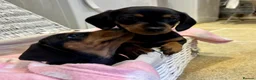 Miniature Dachshund dogs for sale: Beautiful Miniature Dachshunds - 2 boys left - Advert 8