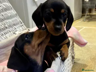 Miniature Dachshund dogs Beautiful Miniature Dachshund Puppies - Advert 5