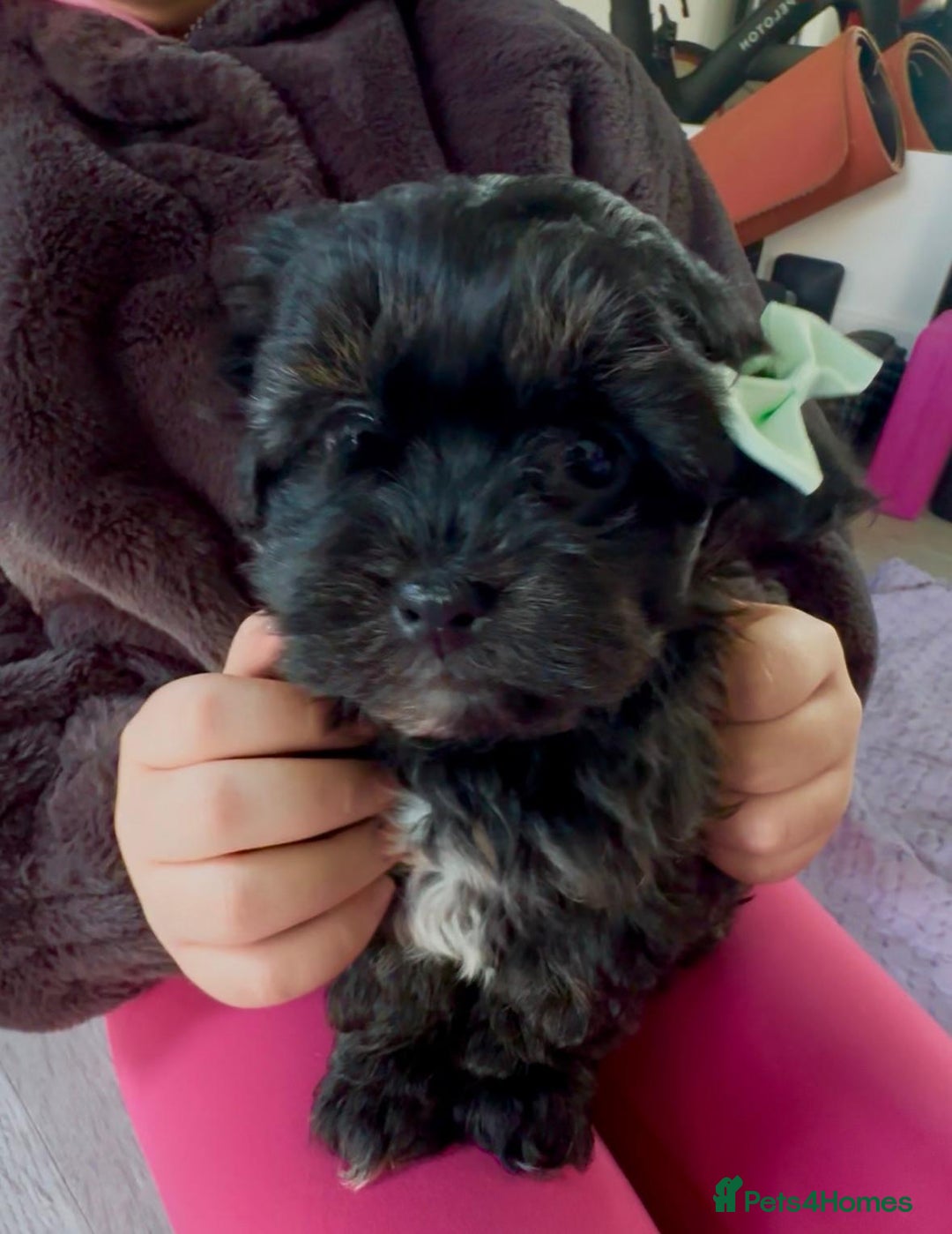 Shih Tzu dogs for sale: Rare imperial black Shih Tzu - Advert 8