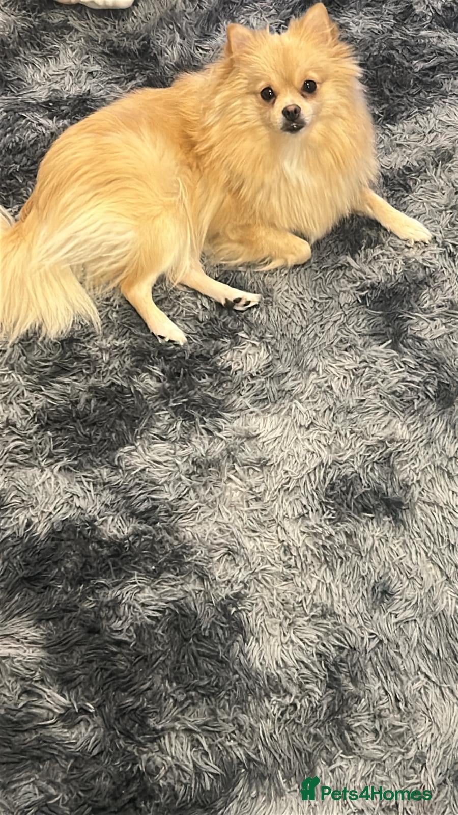 Pomchi dogs Happy - Advert 1