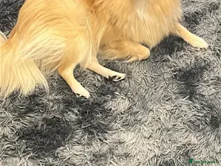 Pomchi dogs Happy - Advert 7