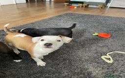 Mixed Breed dogs for sale: Terrier cross puppies for sale.  - Image 13