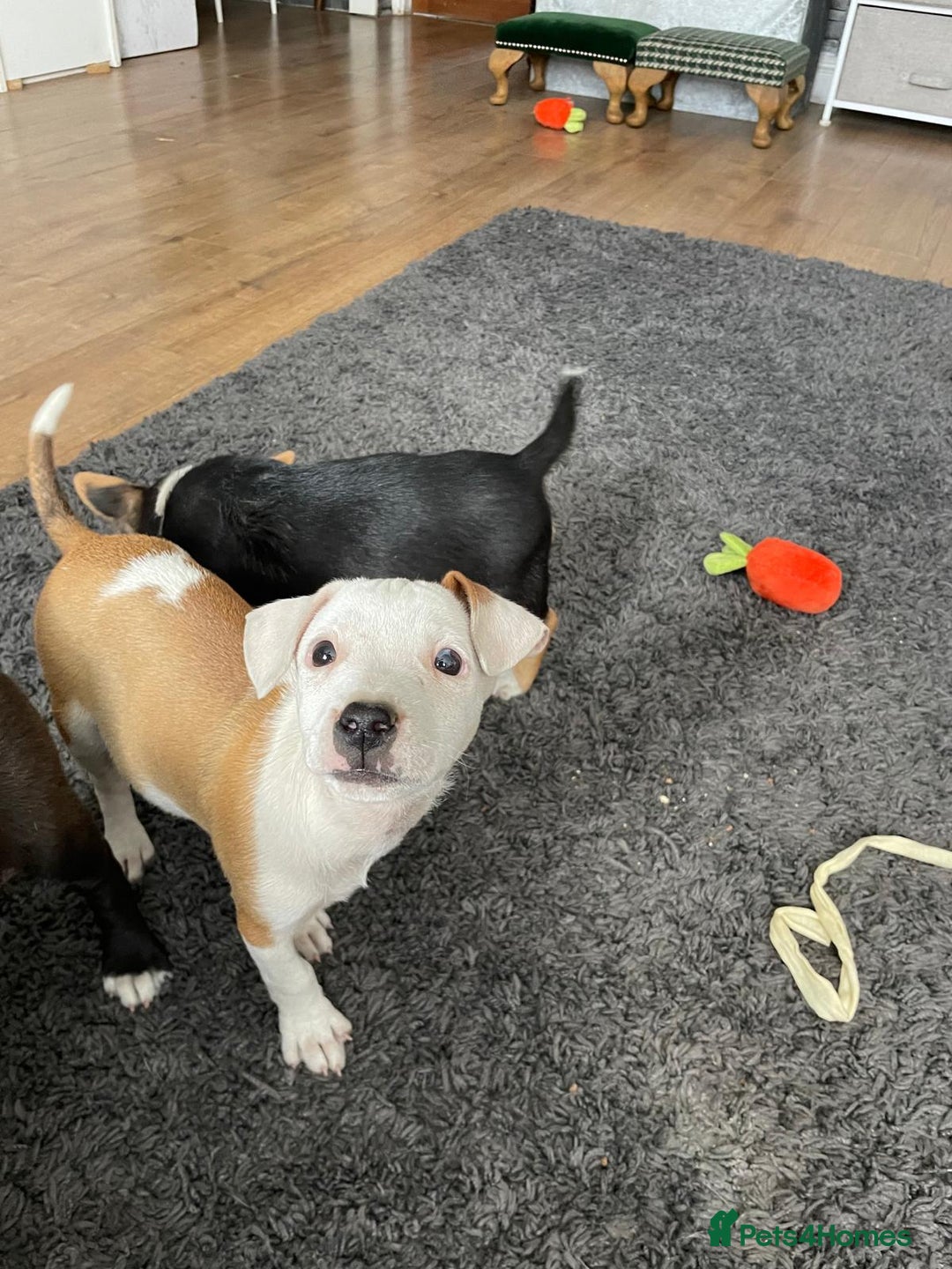 Mixed Breed dogs for sale: Terrier cross puppies for sale.  - Image 13