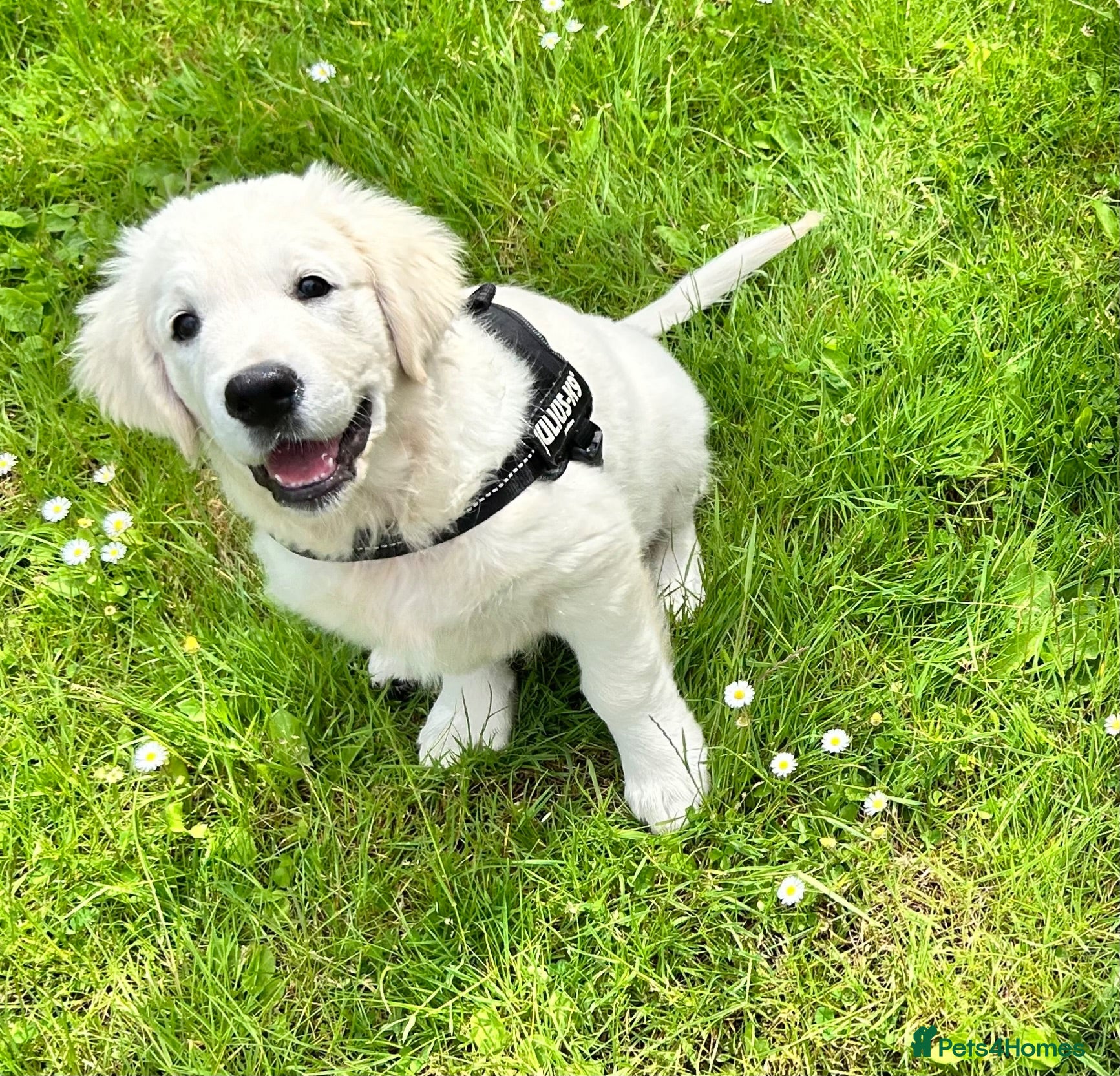Golden Retriever dogs Kc golden retriever  - Advert 2