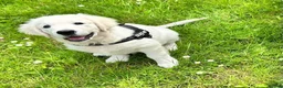 Golden Retriever dogs for sale: Kc golden retriever  - Advert 1