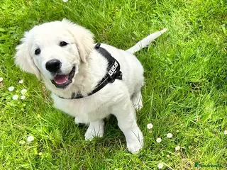 Golden Retriever dogs Kc golden retriever - Advert 1