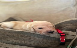 Golden Retriever dogs for sale: Pedigree Golden Retriver Puppies - Image 2
