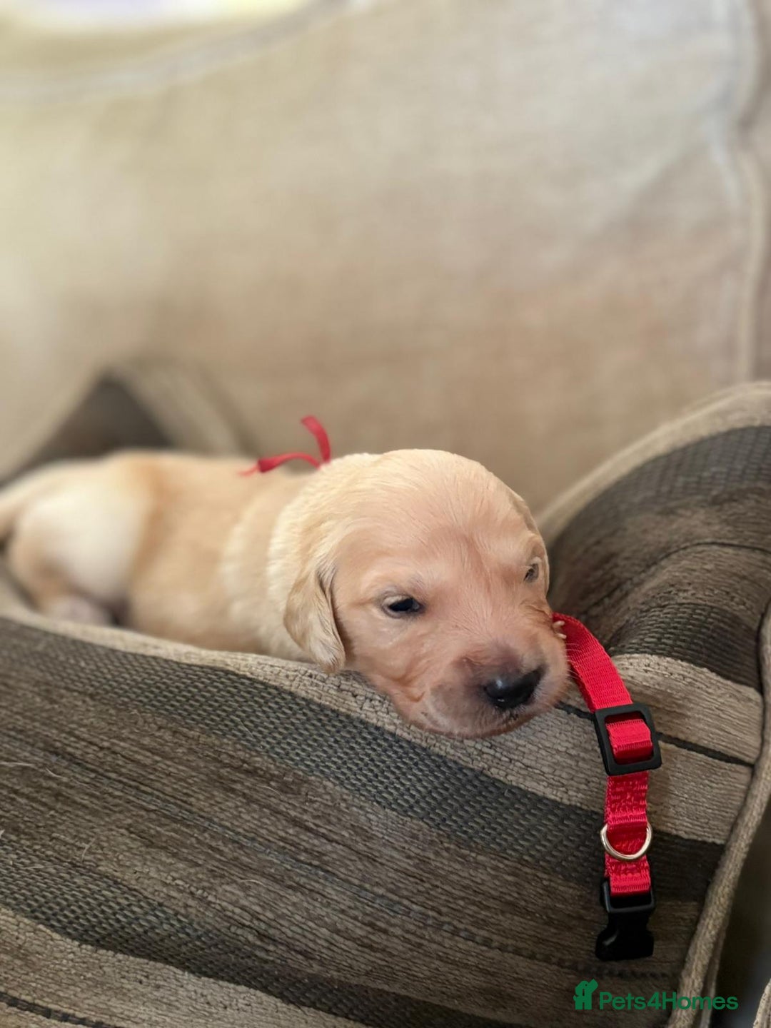 Golden Retriever dogs for sale: Pedigree Golden Retriver Puppies - Image 2
