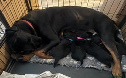 Rottweiler dogs for sale: STUNNING KC ROTTWEILER PUPPIES - Image 8
