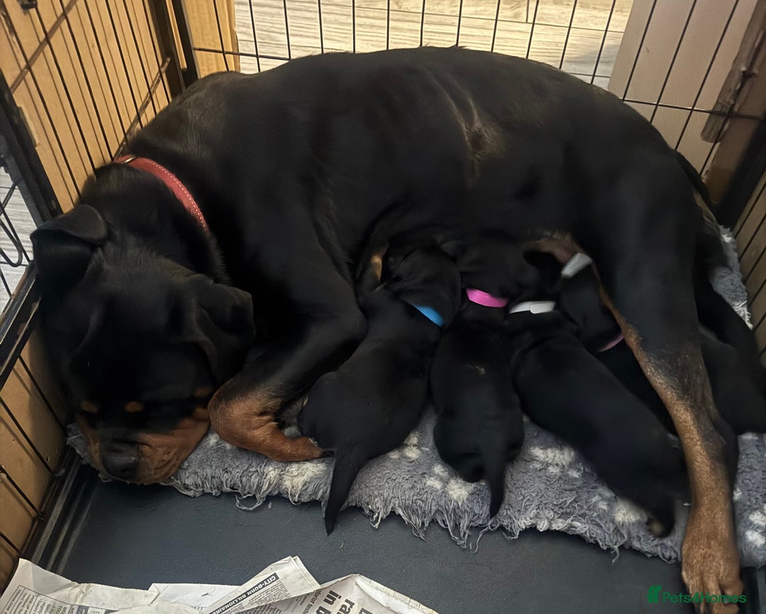 Rottweiler dogs for sale: STUNNING KC ROTTWEILER PUPPIES - Image 8