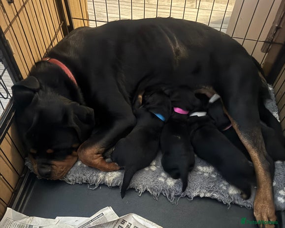 Rottweiler dogs - Advert 13