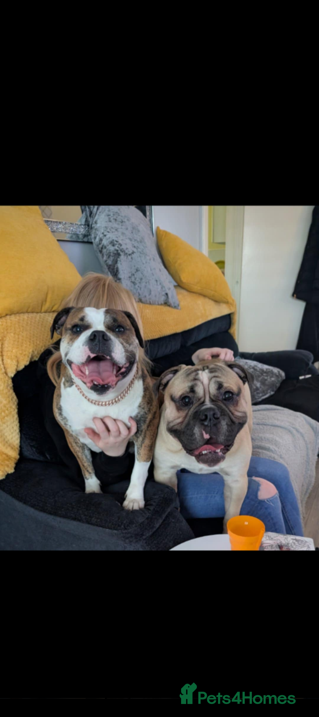 Old Tyme Bulldog dogs for sale: Old tyme bulldog pups  - Image 23