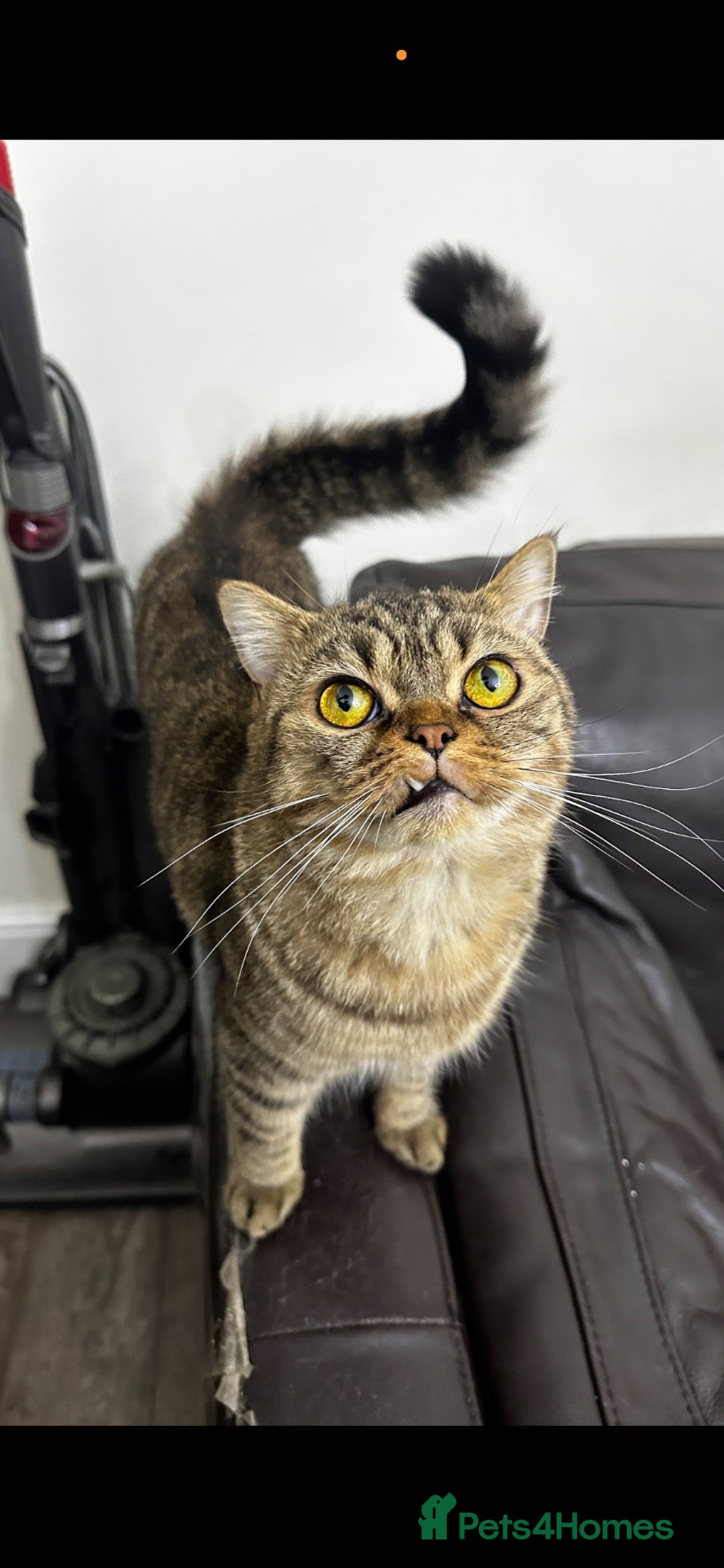 Mixed Breed cats Brush shorthair mum and Persian dad - Advert 1