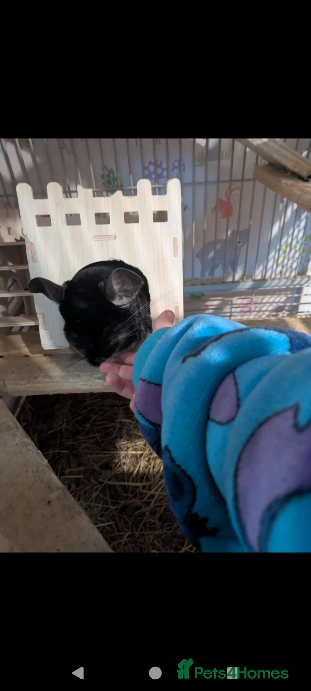 Chinchilla rodents for sale: Male Chinchilla  - Advert 5