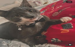 British Shorthair cats for sale: Mixed British Short hair kitten  - Image 8